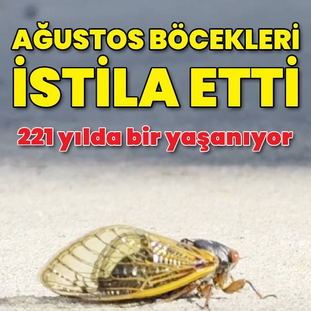 ABD, "periyodik ağustos böceği" istilasıyla karşı karşıya