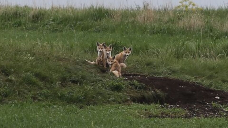 Toprak altından çıkan tilki ailesi görüntülendi