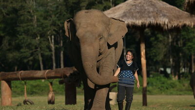 Fillerin özel seslerle anlaştığı ortaya çıktı