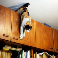 Kedilerin gerçekten 9 canı var mı?