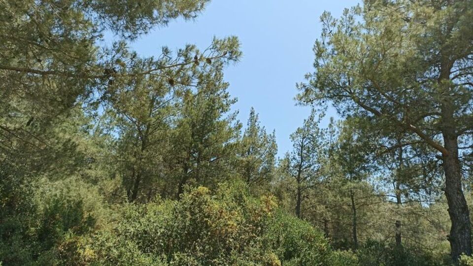 Samsun'da ormanlık alanlara giriş yasağı