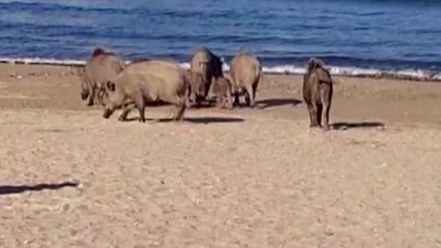 Kuşadası'nda sahili domuzlar bastı