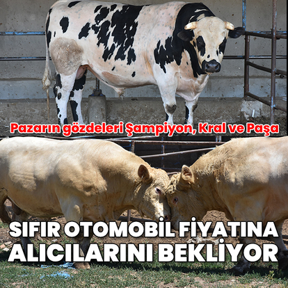 Kurban pazarının gözdeleri "Şampiyon", "Kral" ve "Paşa" alıcılarını bekliyor: Sıfır otomobil fiyatına satılıyor