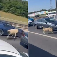 TEM'de koyun alarmı: Trafiği birbirine kattı