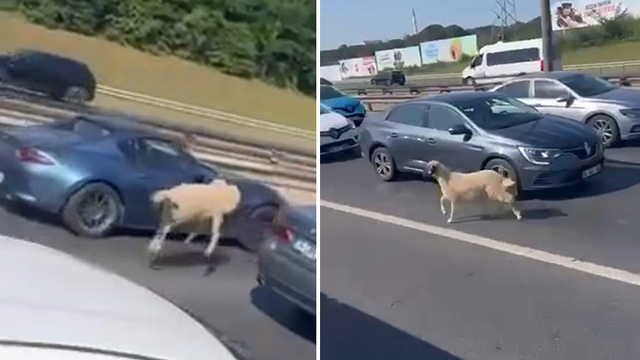 TEM'de koyun alarmı: Trafiği birbirine kattı