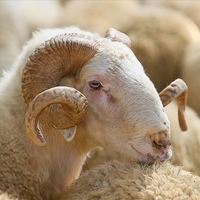 Hasta kurbanlık nasıl anlaşılır?