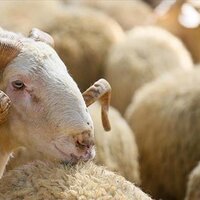 Kuyruğu veya kulağı kesik olan hayvan kurban edilir mi?