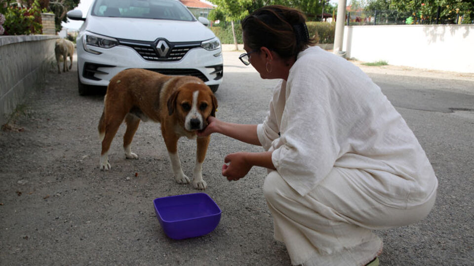 Hayvanseverlerden 'bir kap su' çağrısı