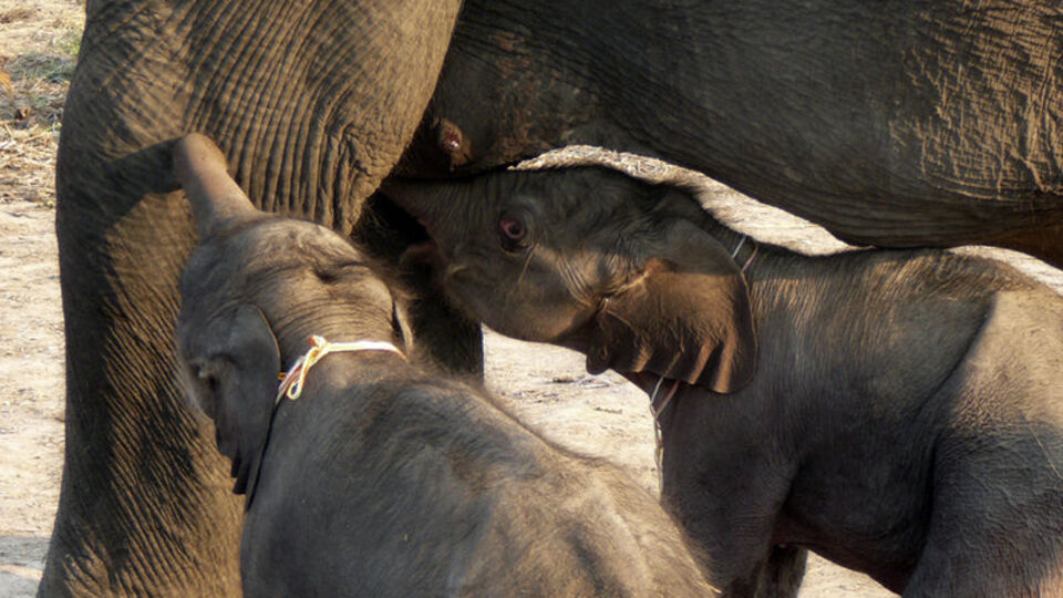 'Doğanın mucizesi!' Fil, ikiz doğurdu!