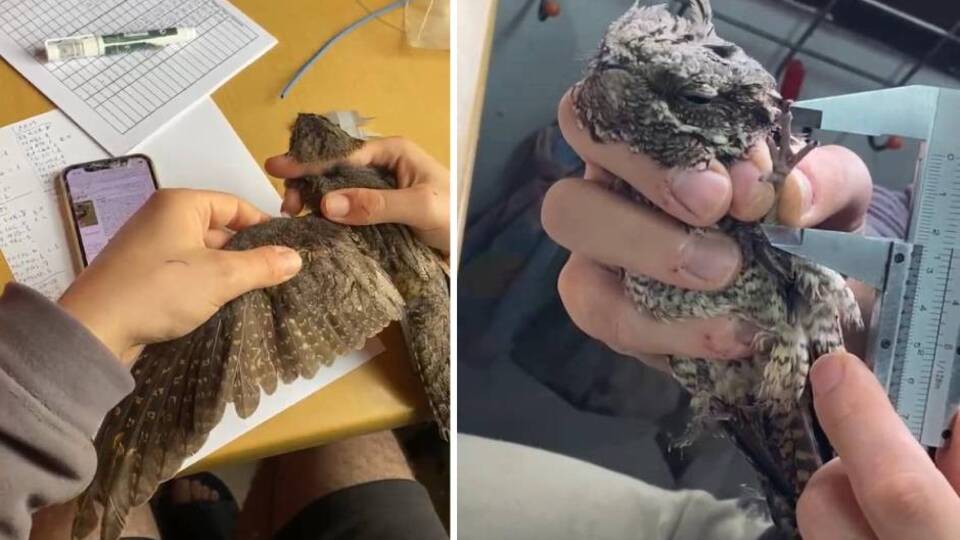 Göçmen kuşlar gagalarıyla yönlerini buluyor