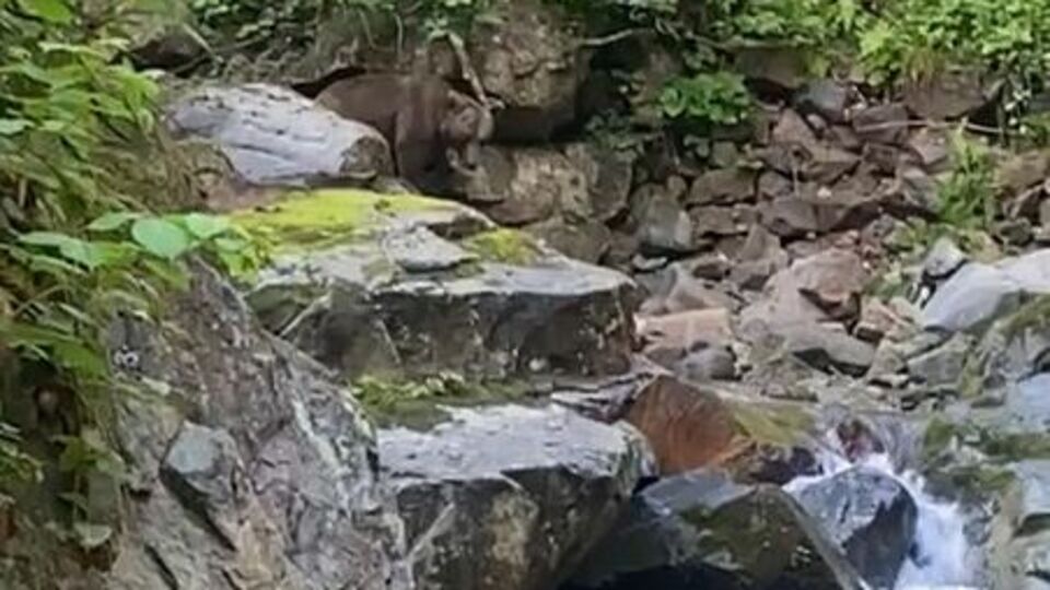 Balık tutarken ayıyla karşılaştılar