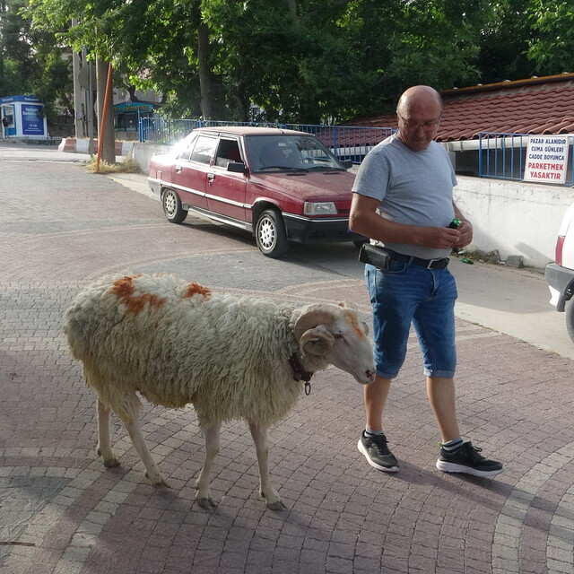 Kurban Bayramı'nın "en şanslı koçu"