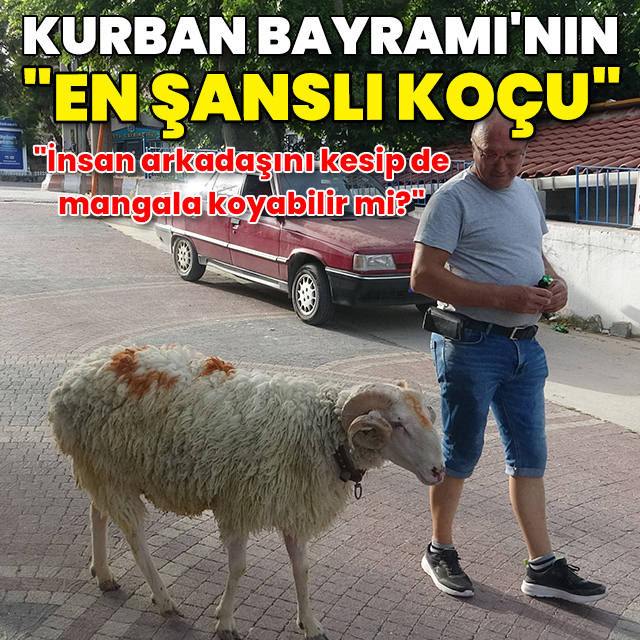 Kurban Bayramı'nın "en şanslı koçu"