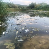 Bursa Ovası'nı besleyen Nilüfer Çayı'nda korkunç manzara: Toplu balık ölümleri