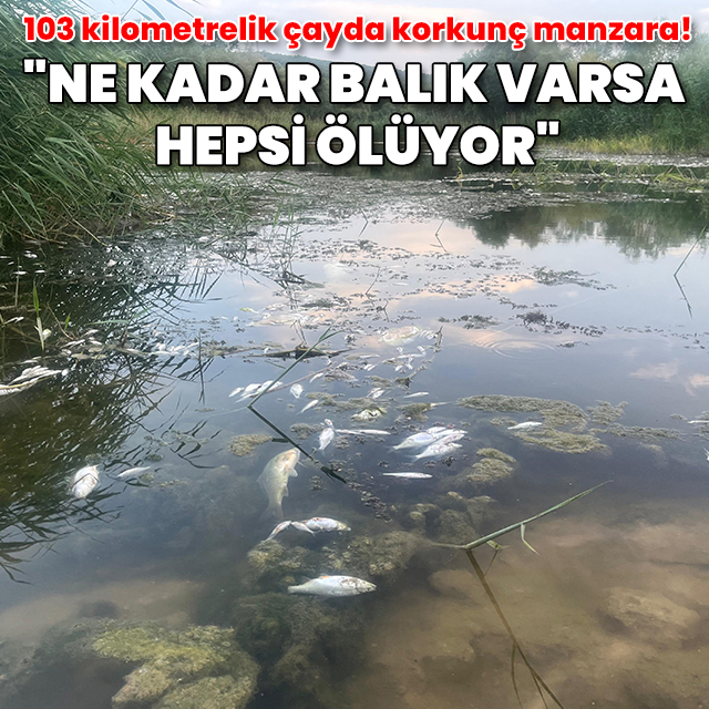 Bursa Ovası'nı besleyen Nilüfer Çayı'nda korkunç manzara: Toplu balık ölümleri