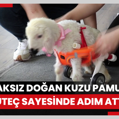 Tırnaksız doğan kuzu Pamuk, yürüteç sayesinde adım attı