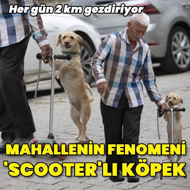 'Scooter'lı köpek mahallenin fenomeni!
