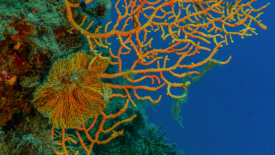 Denize nefes için 'Mercanların Senfonisi'