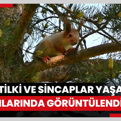 Kızıl tilki ve sincaplar yaşam alanlarında görüntülendi