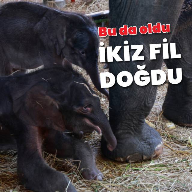 İkiz fil doğdu
