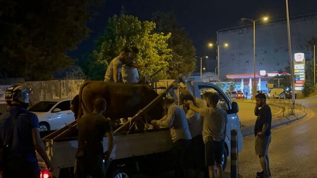 Bir kurban bayramı klasiği