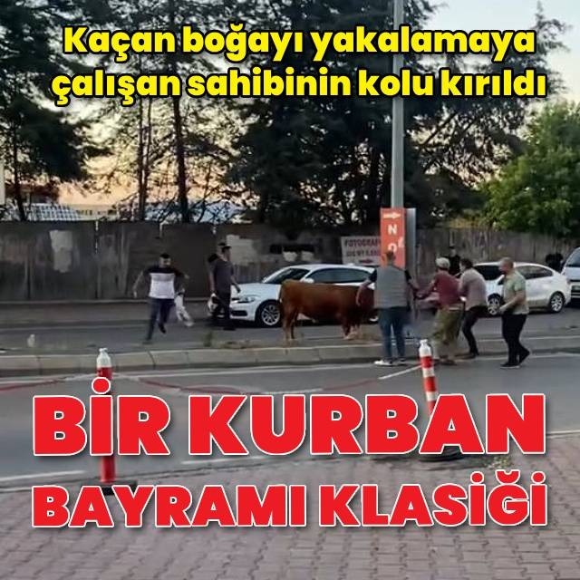 Bir kurban bayramı klasiği