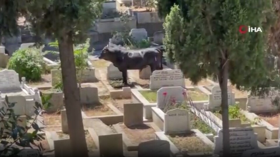 Boğa mezarlığa daldı: 2 yaralı