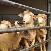 İşte en güzel Kurban Bayramı mesajları