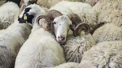 Satılamayan kurbanlıkları ESK alacak