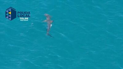 İspanya'da köpek balığı paniği!