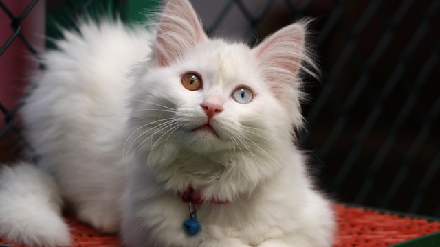 Kedi Villası'nın 'Muhtar'ı 18 yaşında