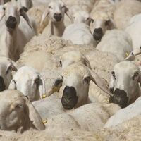 ESK satılmayan kurbanlıkları alacak!