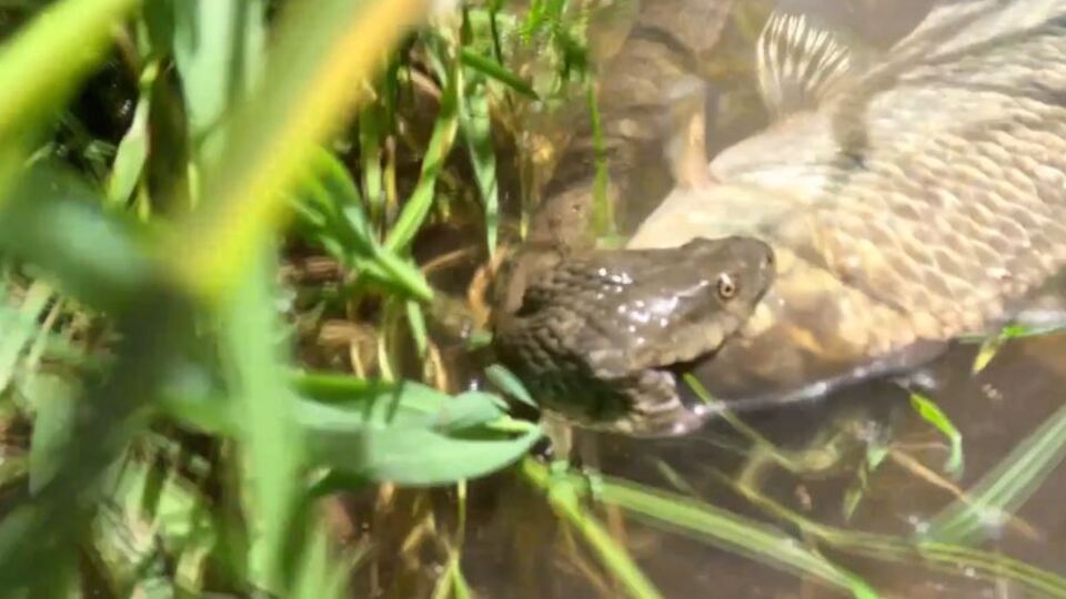 Yılan, sazana güç yetiremedi