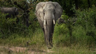 Filler safarideki turisti ezdi