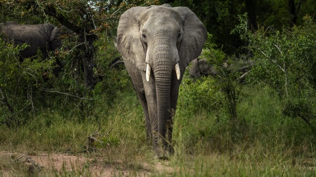 Filler safarideki turisti ezdi