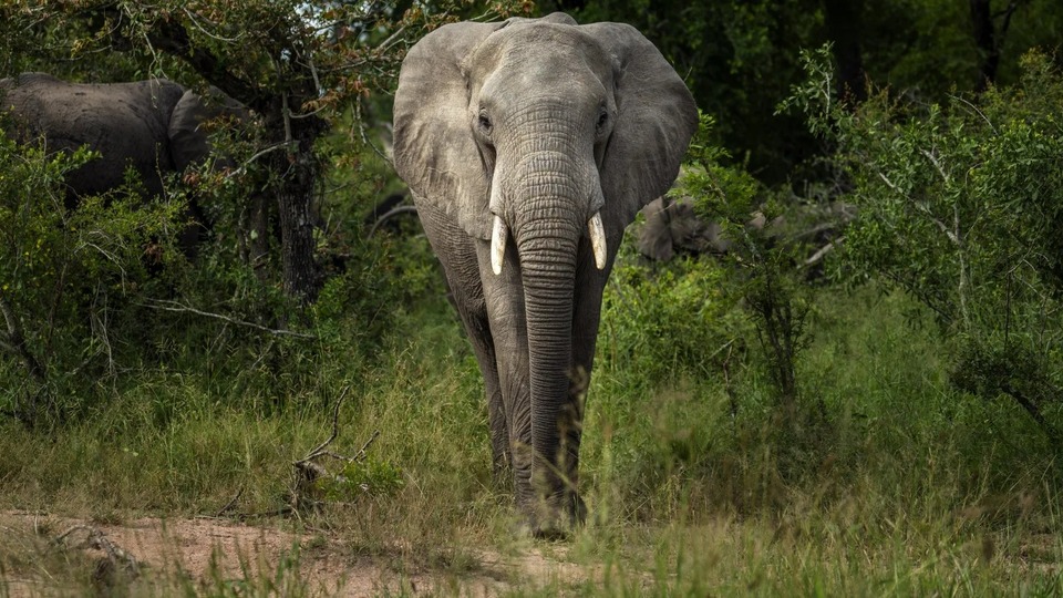 Filler safarideki turisti ezdi