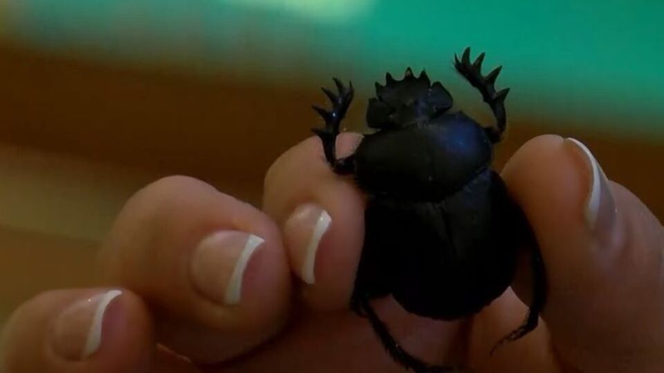 Ağırlığının 10 katını itekleyebiliyor! Devlet korumasındaki böcek!