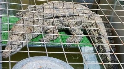 İstanbul'da yakalandı! Boyu: 1.5 metre! Evde timsah besliyor!