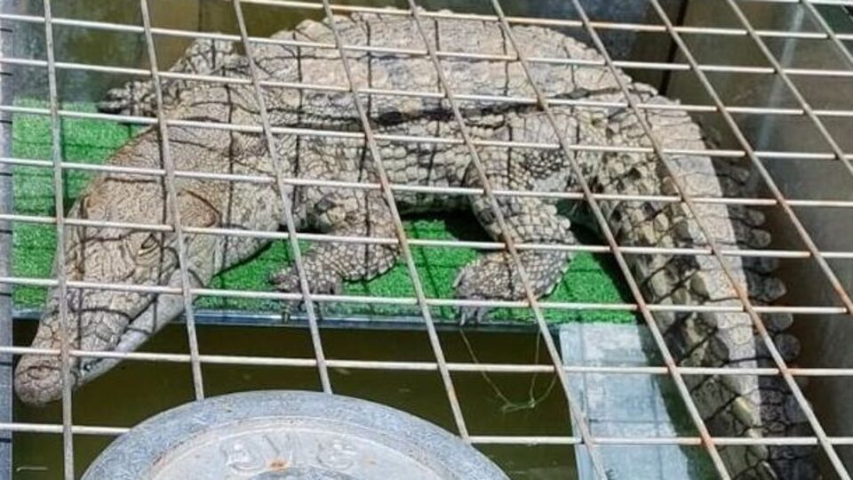 İstanbul'da yakalandı! Boyu: 1.5 metre! Evde timsah besliyor!