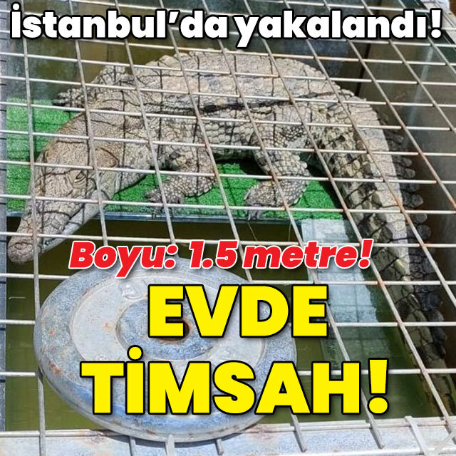 İstanbul'da yakalandı! Boyu: 1.5 metre! Evde timsah besliyor!