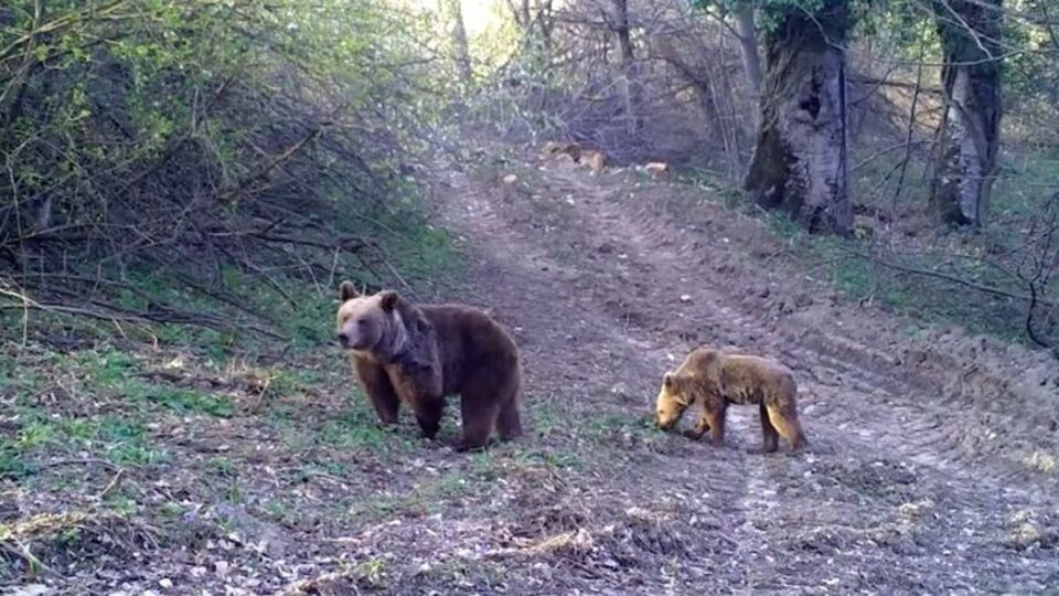 Yaban hayvanları fotokapanlarla görüntülendi