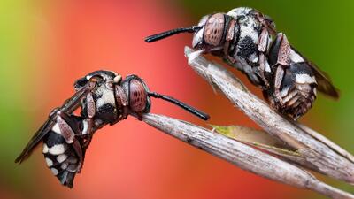 Böcek fotoğrafları yarışmasının kazananı guguklu arılar oldu