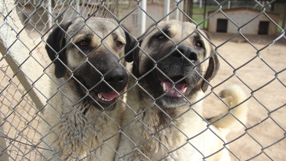 Sokak hayvanları uyutulacak mı? Taslak çalışma tamamlandı