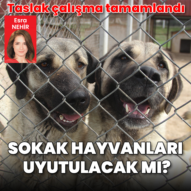 Sokak hayvanları uyutulacak mı? Taslak çalışma tamamlandı