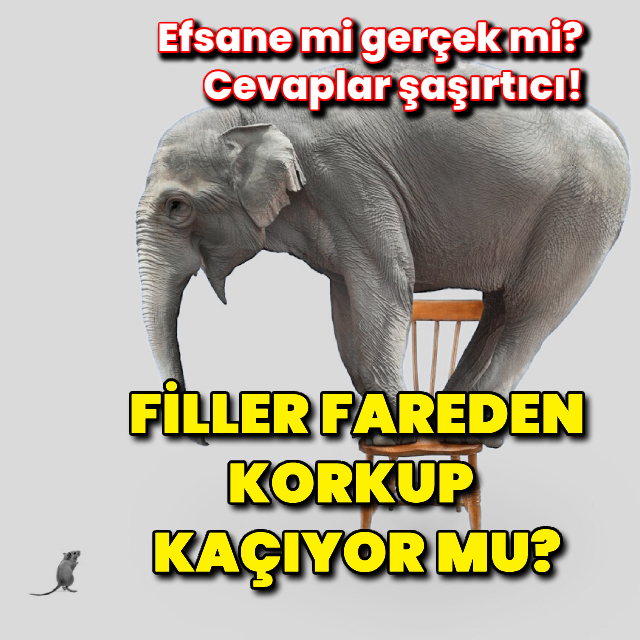 Filler farelerden korkar mı?
