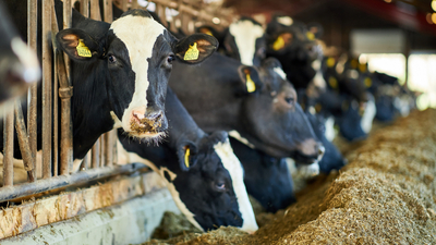 Danimarka'da bir ilk: İnek başına vergi alınacak