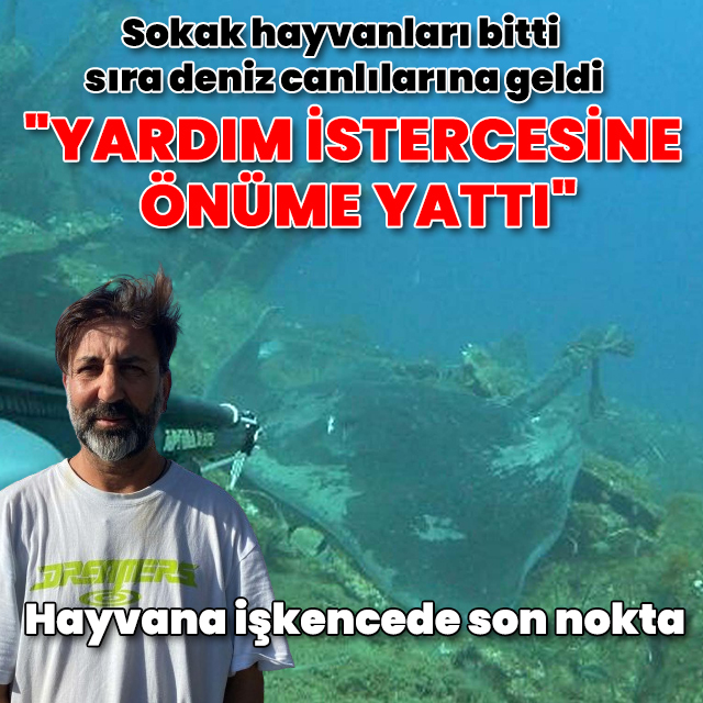 Dev vatozun kuyruğunu kesip halat bağladılar: "Yardım istercesine önüme yattı"