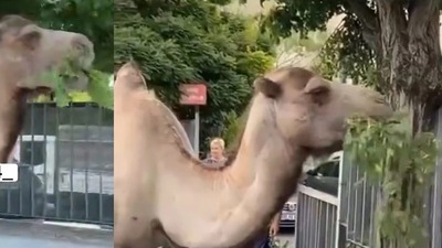 İstanbul'da sokak ortasında develer görüldü