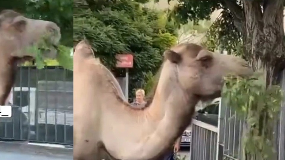 İstanbul'da sokak ortasında develer görüldü