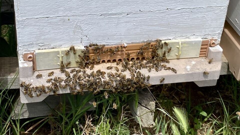 Yeniden çoğaltılıyor... Nesli tükenme tehlikesi altında!